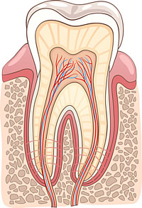 Molar