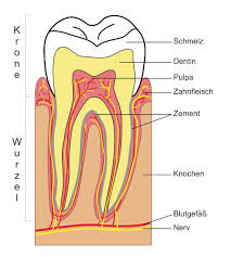 Dentin in schematischer Darstellung