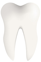Molar - Backenzahn 