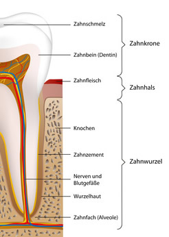 Zahnhals in schematischer Darstellung