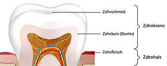 Der Zahnschmelz und das Zahnbein bilden die Zahnkrone
