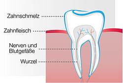 Zahnwurzel - Eine schematische Darstellung des menschlichen Backenzahns im Querschnitt